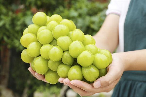 营销管理咨询分析：阳光玫瑰因何跌成“地板价”？